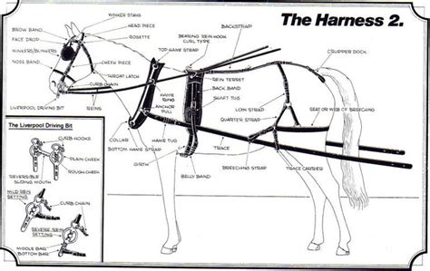 an image of a diagram of a horse