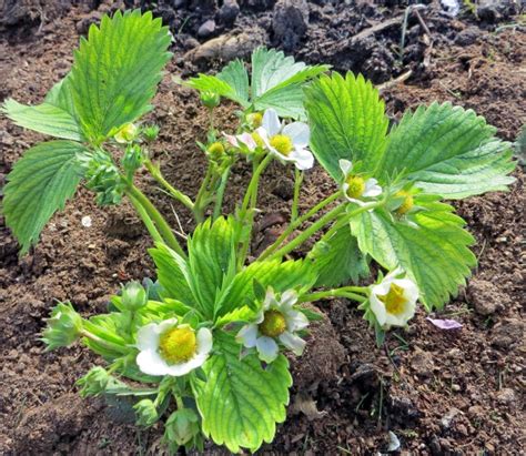 How to Grow Your Own Strawberry Plants - Caramel & Parsley