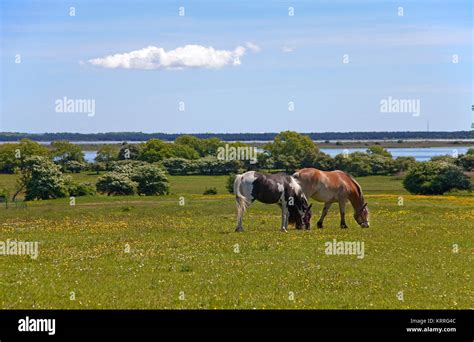 Horses on field, Hiddensee, National park "Vorpommersche National park", Mecklenburg-Western ...