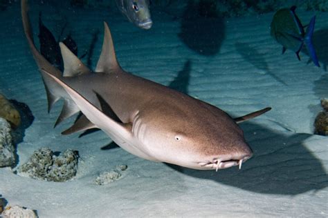 Nurse Shark: Facts, Habitat, and Behavior