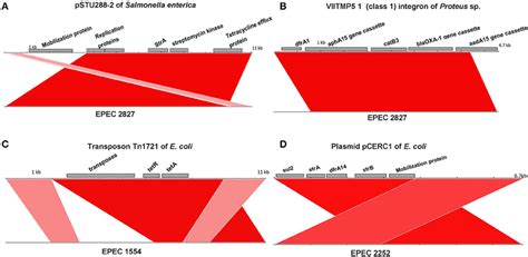 Frontiers | Virulence, Antimicrobial Resistance Properties and Phylogenetic Background of Non-H7 ...