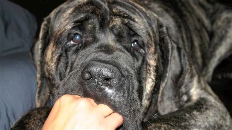 English Mastiff Biggest EVER | FunnyDog.TV