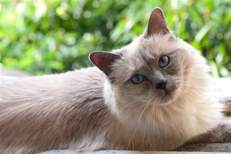 Ragamese (Ragdoll & Siamese Mix) Info, Facts, Pictures, FAQs & More