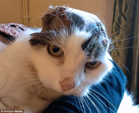 Cat rips off its own ears to end agony of skin cancer | Techkings