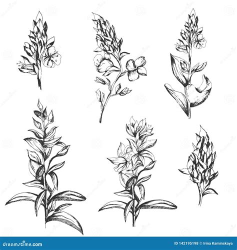 Set of Contour Vector Flowers Drawn by Ink. Contour Clipart for Use in Design Stock Vector ...