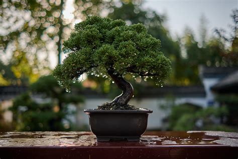 Bonsái: la guía definitiva con los mejores cuidados para tener bonito este árbol | Lifestyle