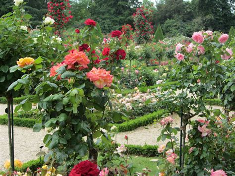 Itchy Feet - Welcome!: Parc De Bagatelle, Paris' most beautiful rose garden