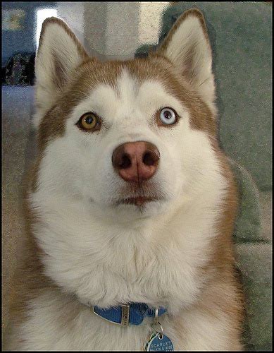 TYWKIWDBI ("Tai-Wiki-Widbee"): Heterochromia