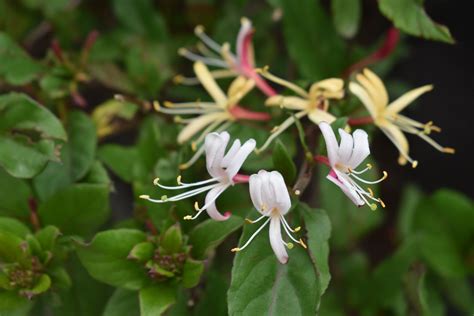 Japanese Honeysuckle