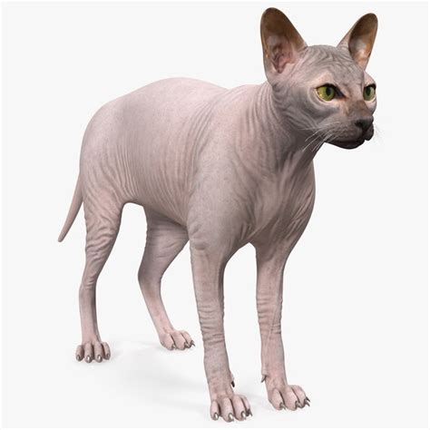 Free Blender Cat Models | TurboSquid