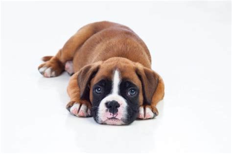 How Much is a Boxer? Puppy and Adult Dog (with Calculator) - PetBudget