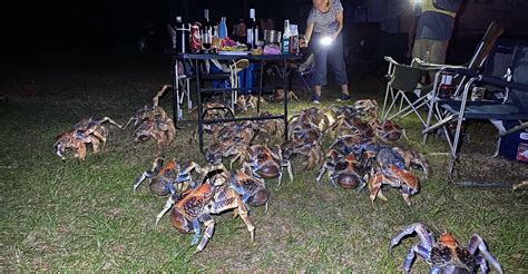 Dozens of giant coconut crabs crash family’s quiet picnic to steal their food – Group News