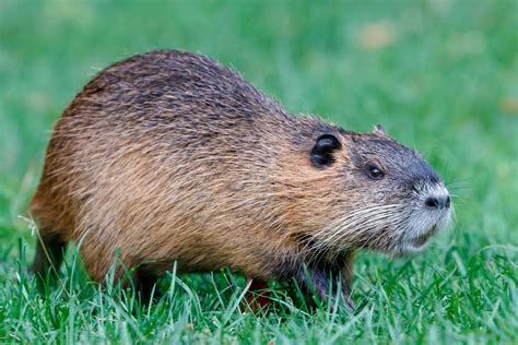 Nutria Foto & Bild | world, brandenburg, natur Bilder auf fotocommunity