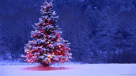 Christmas Tree In Snow Wallpaper - Christmas Lights 2021