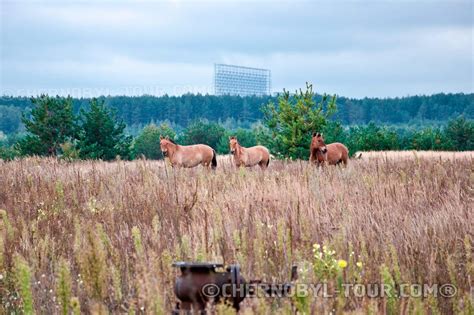 Two-, three-, four-, five- and seven-day tours to the Chernobyl zone ...