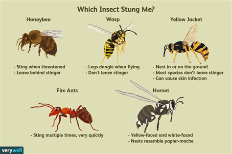 How to Figure out Which Insect Stung You