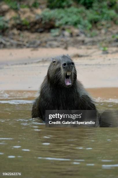 14 Capybara Teeth Stock Photos, High-Res Pictures, and Images - Getty Images