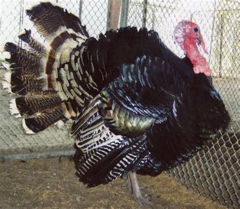 Heritage (Standard) Bronze Turkey Poults | Cackle Hatchery