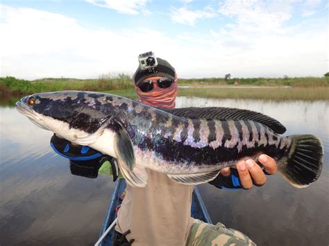 Thailand Giant Snakehead (Toman) And Wild Fishing.: Awesome Fights !!! Mama Toman !!! Giant ...