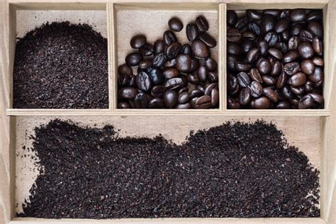 Robusta Coffee Beans & What to Know