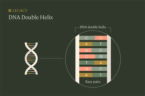 Guide to Sperm DNA Fragmentation & Testing | Legacy