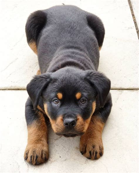 @d12typ... | Rottweiler puppies, Rottweiler, Rottweiler puppies for sale