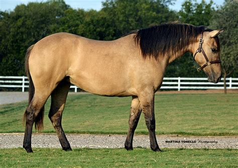 Daskin | Pretty horses, Horses, Horse pictures