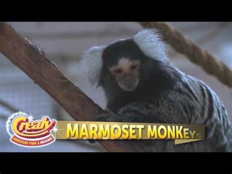 Crealy Animals | Crealy Theme Park & Resort - YouTube