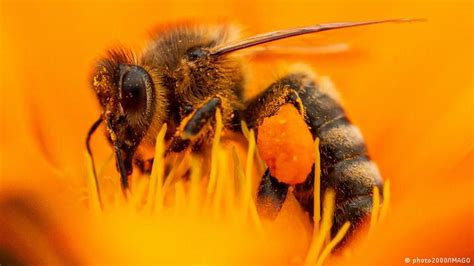 La vida de las abejas melíferas se ha reducido un 50% en solo 50 años