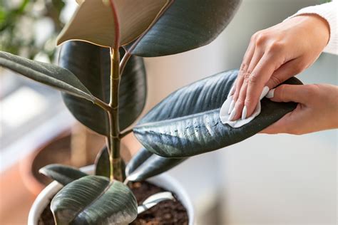 How To Clean Your Plants – Everyday Household and Personal Care Products