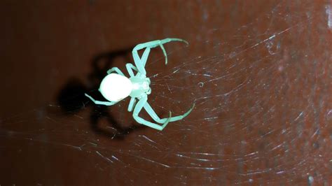 Thomisidae (Crab Spiders) in Anacortes, Washington United States