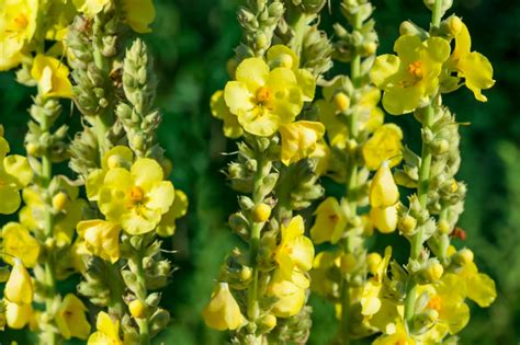 Growing Mullein in the Herb Garden