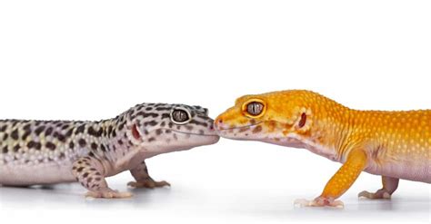 The 5 Best Vitamin Supplements for Geckos - A-Z Animals