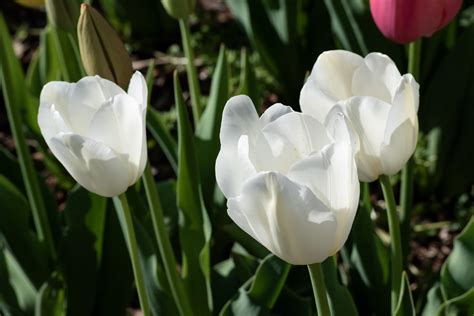 White Tulips 2 by acshurte on DeviantArt