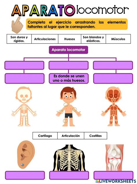 Aparato locomotor interactive activity for Primaria | Actividades para primaria, Aparato ...