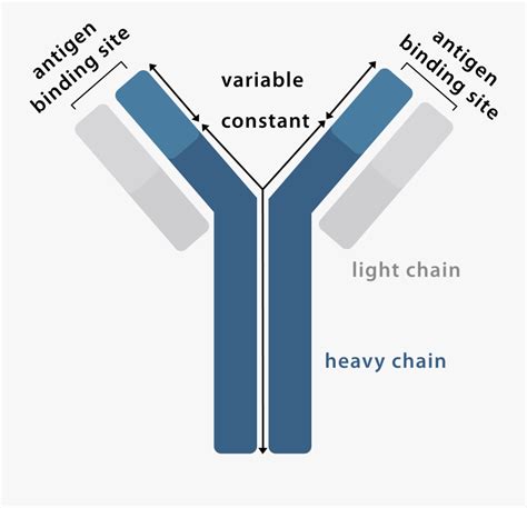 Antibody Graphic - Antibodies - Com - Parallel , Free Transparent Clipart - ClipartKey