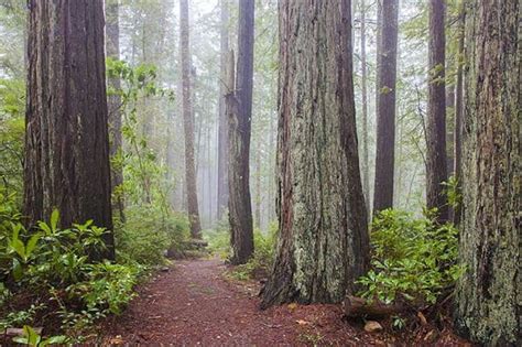 Welcome to Redwood National Park