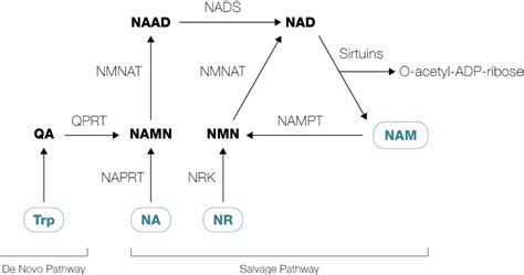 What is NAD+? | Why Is It Important? | NMN.com