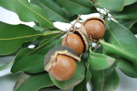 Macadamia integrifolia | Wholesale Nursery - Nurseries in Melbourne, Sydney & Brisbane | Plantmark