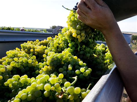 Germany launches earliest grape harvest yet amid heat wave