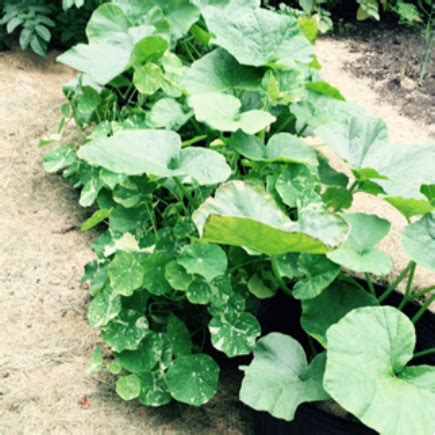 Companion planting. Nasturtiums companion planting -- Nasturtiums planted with cucumbers and ...