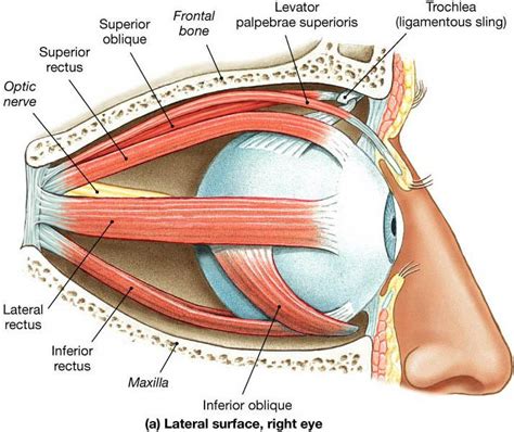 Print MYOLOGY: Head & Neck Muscles flashcards | Easy Notecards