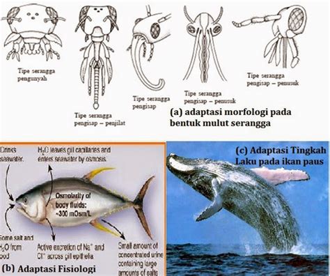 Adaptasi Ikan Air Tawar Dan Air Laut