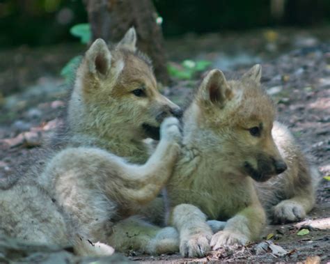 Arctic_Wolves_Pups_02 | Arctic Wolves Pups The Arctic Wolf (… | Flickr