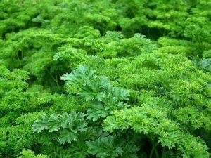 What's A Good Parsley Substitute?