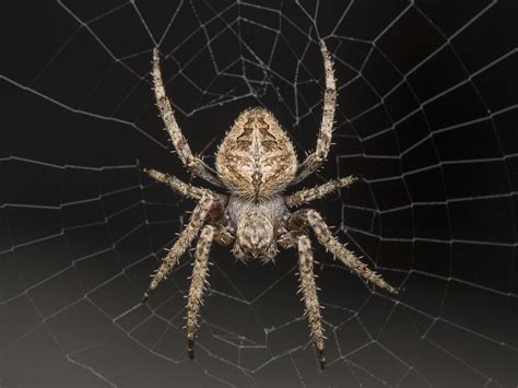 Free Images : fauna, invertebrate, close up, arachnid, india, arthropoda, arachnida, araneae ...