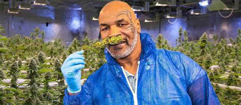 Mike Tyson introduces Weed Boxing Championship in Thailand » Calfkicker.com