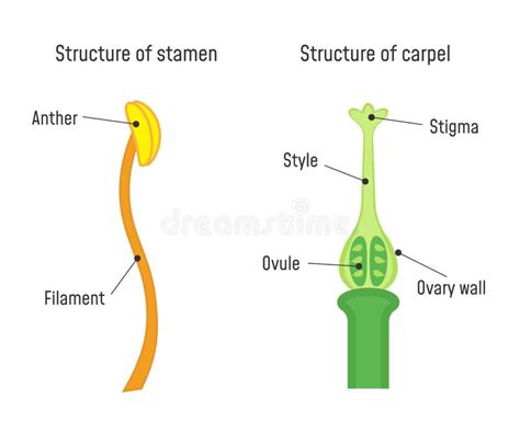 Diagram Of Pistil And Stamen