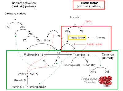 Armlocks and Emergency: Tissue Factor and Thromboplastin