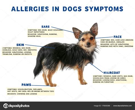 Dog and list of allergies symptoms Stock Photo by ©belchonock 170935368